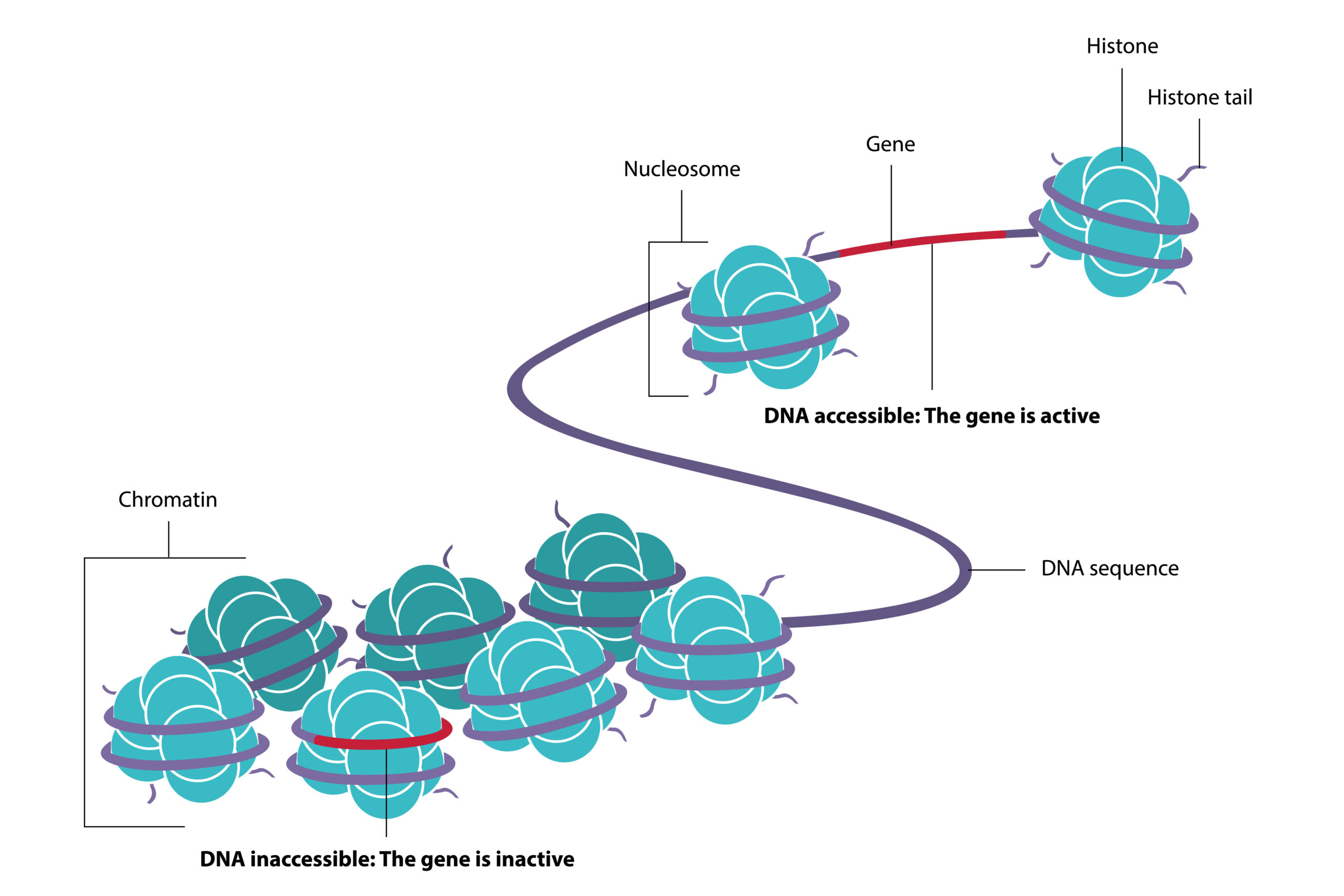 DNA Methylierung